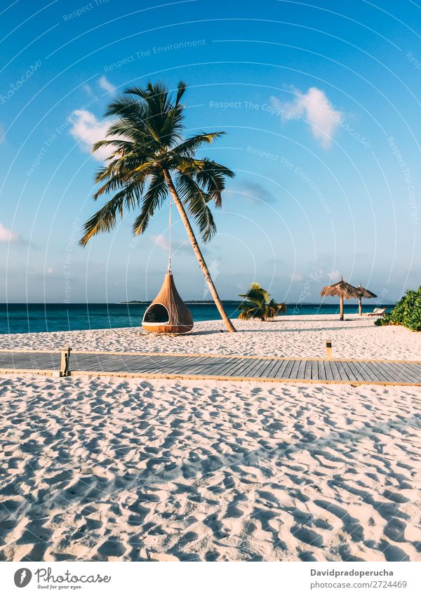 Maldives island luxury resort palm tree with hanging hammock Island Beach Hammock Palm tree Luxury Resort Idyll Heaven treepod Paradise Beautiful Swing Sun Reef