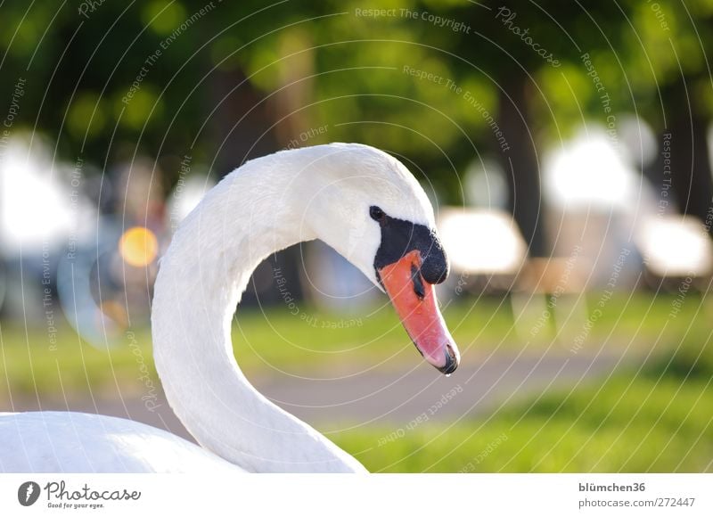 Who's bugging me? Nature Animal Park Wild animal Bird Swan Animal face Observe Looking Sit Esthetic Threat Elegant Brash Beautiful Green White Love of animals