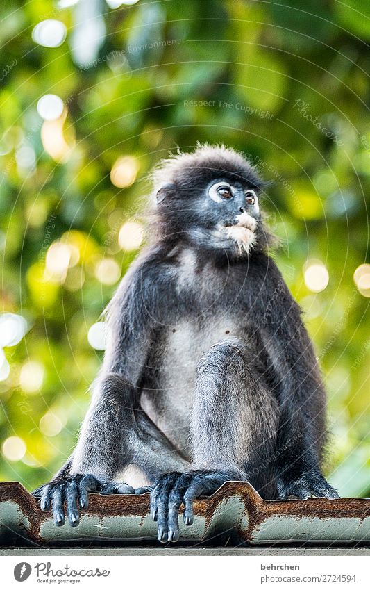 glasses langurs | sweet monkey with milk beard especially Impressive Nature Meditative Close-up Blur Animal portrait Wilderness Deserted Contrast Exterior shot