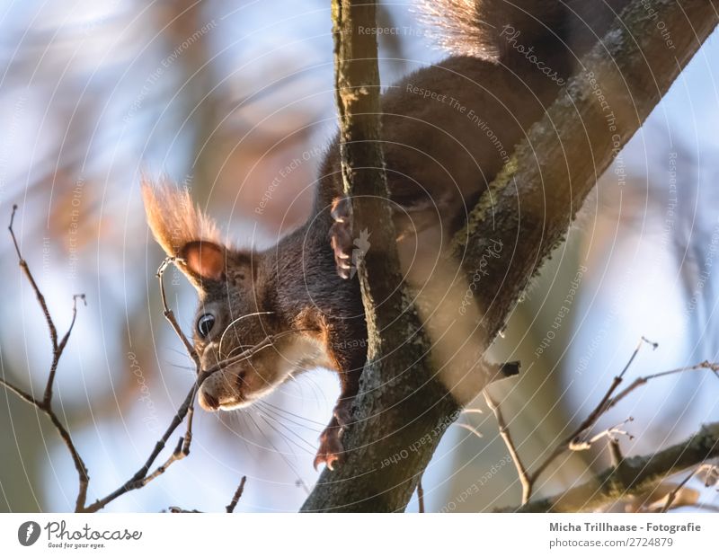 Squirrels in the tree Environment Nature Animal Sky Sunlight Beautiful weather Tree Branch Wild animal Animal face Pelt Claw Paw Ear Nose Eyes Muzzle 1 Crawl
