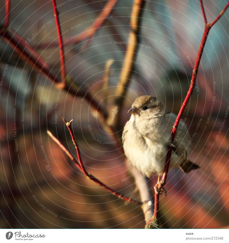 Round like a sparrow Nature Animal Spring Wild animal Bird 1 Sit Wait Small Natural Cute Soft Brown Love of animals Sparrow Feather Song Twig Beak Ornithology