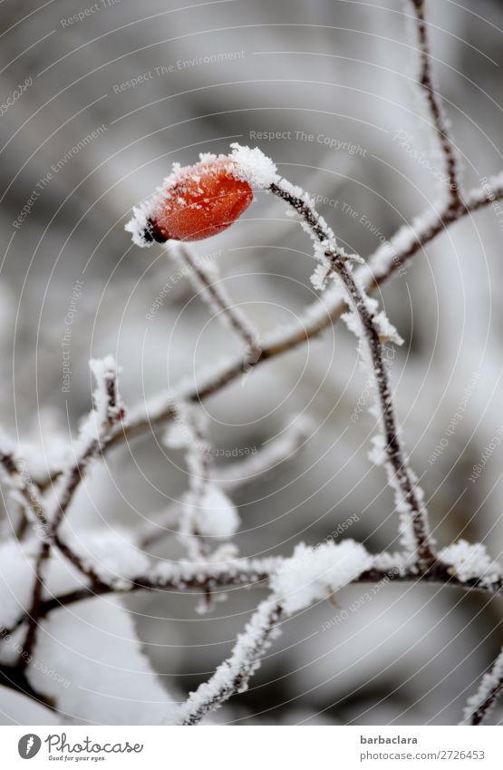 A little man stands in the forest... Fruit Winter Ice Frost Snow Plant Bushes Rose hip Illuminate Cold Red White Moody Climate Nature Survive Environment Change