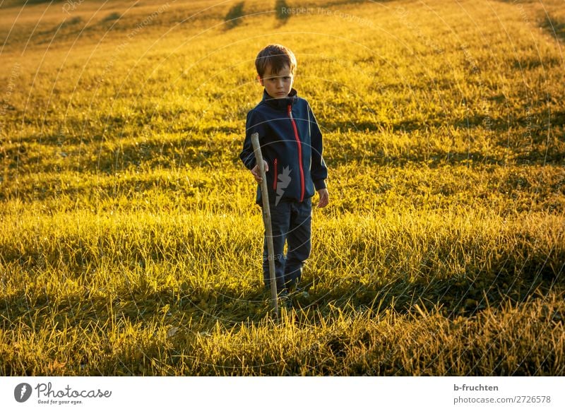 Child on a pasture with walking stick, sunset in autumn Contentment Trip Adventure Hiking 1 Human being Nature Sunlight Autumn Beautiful weather Grass Meadow