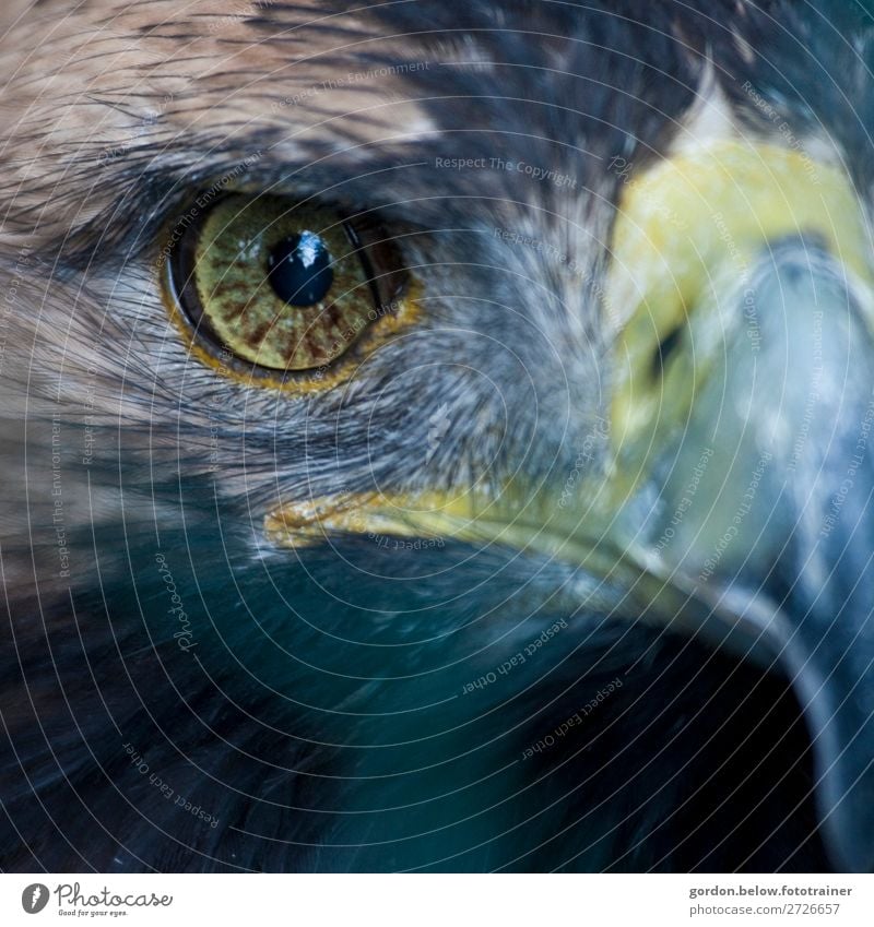 # Sight Nature Animal Wild animal Bird 1 Looking Exceptional Cool (slang) Exotic Gigantic Blue Brown Yellow Black Silver Turquoise Power Watchfulness Adventure