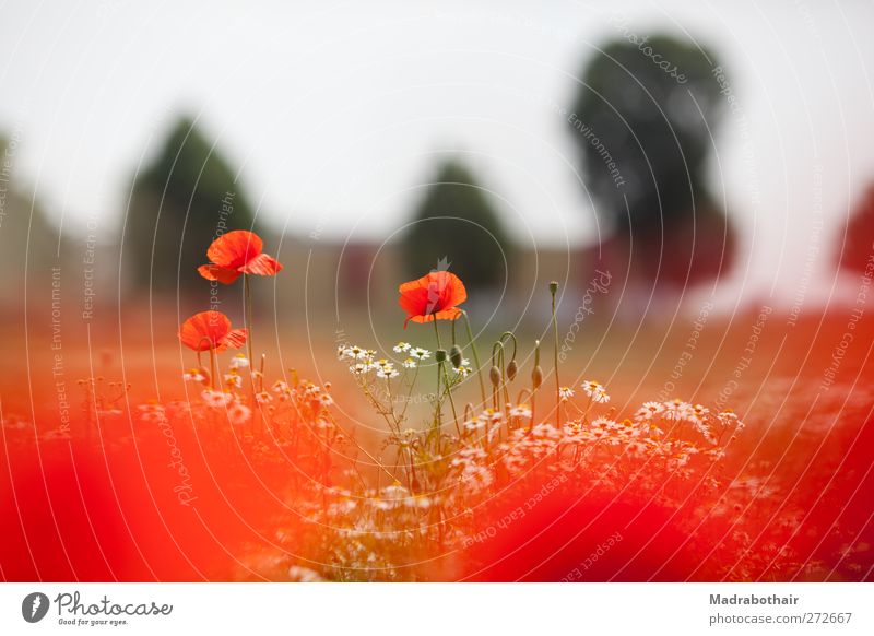 Poppy seed and chamomile Nature Landscape Plant Sky Summer Beautiful weather Flower Blossom Poppy blossom Chamomile Camomile blossom Meadow Field Natural Red
