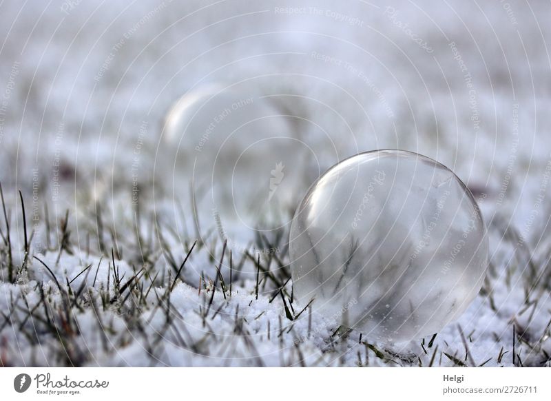 Soap bubbles in a slightly frozen state lie on a meadow with snow Environment Nature Plant Winter Ice Frost Snow Grass Garden Sphere Freeze Lie Exceptional