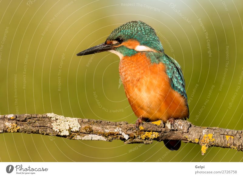 Kingfisher bird preening on a branch Exotic Nature Animal River Bird Observe Bright Wild Blue Green Turquoise White atthis wildlife common Beak Ornithology wing