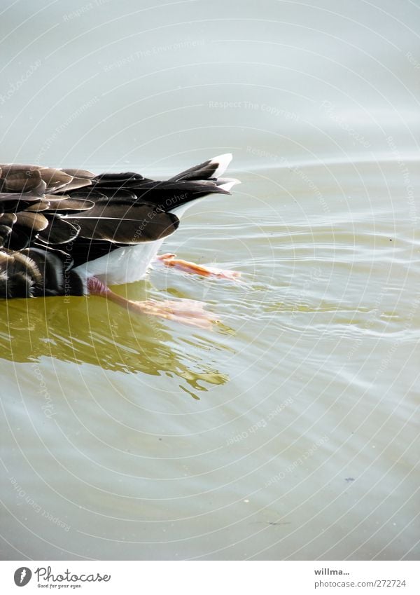 Half duck Water Pond Lake Wild animal Duck Mallard Feather Animal foot Feet up 1 Swimming & Bathing Gray Movement Tails Backward Escape willma... Colour photo