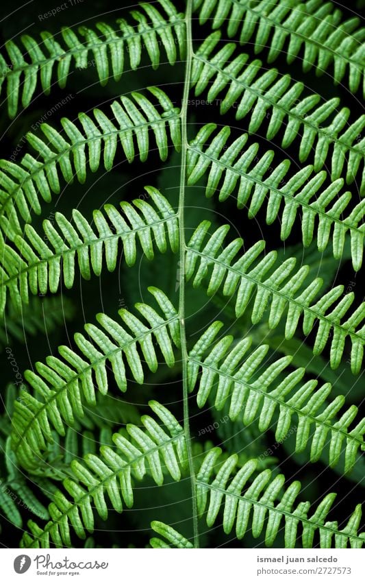 green fern plant leaves Green Plant Leaf Abstract Consistency Garden Floral Nature Decoration Exterior shot fragility background Winter Autumn spring Summer