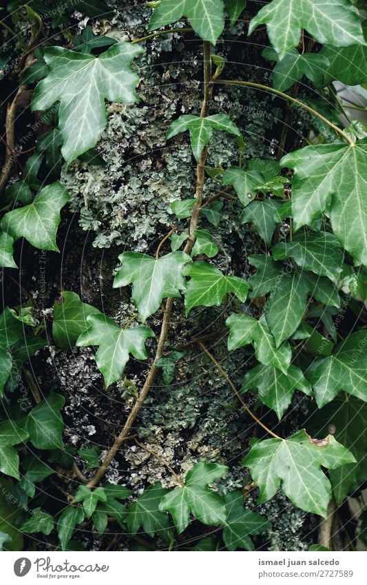 green plant leaves Plant Leaf Green Garden Floral Nature Decoration Abstract Consistency Fresh Exterior shot background Beauty Photography fragility spring