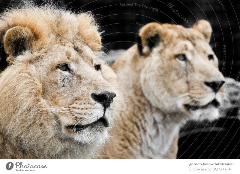 Wild Africa Nature Animal A Royalty Free Stock Photo From Photocase
