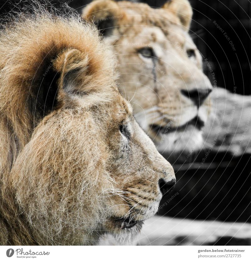 Wild Africa Nature Animal Wild animal lions 2 Pair of animals Discover Gigantic Natural Curiosity Blue Brown Yellow Black White Success Power Brave