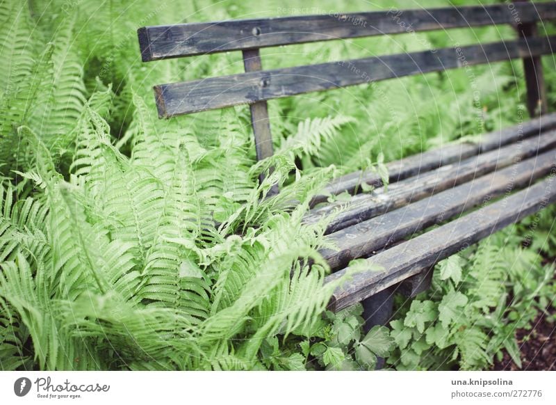 Place in the green Environment Nature Plant Fern Foliage plant Garden Wood Old Natural Gray Green Transience Growth Bench Overgrown Colour photo Subdued colour