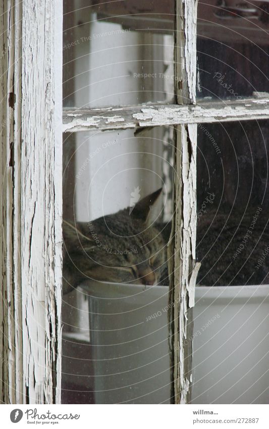 Cat in a flower pot Domestic cat Flowerpot Sleep Living or residing Window Animal Boredom Window frame Window transom and mullion Window seat Fatigue