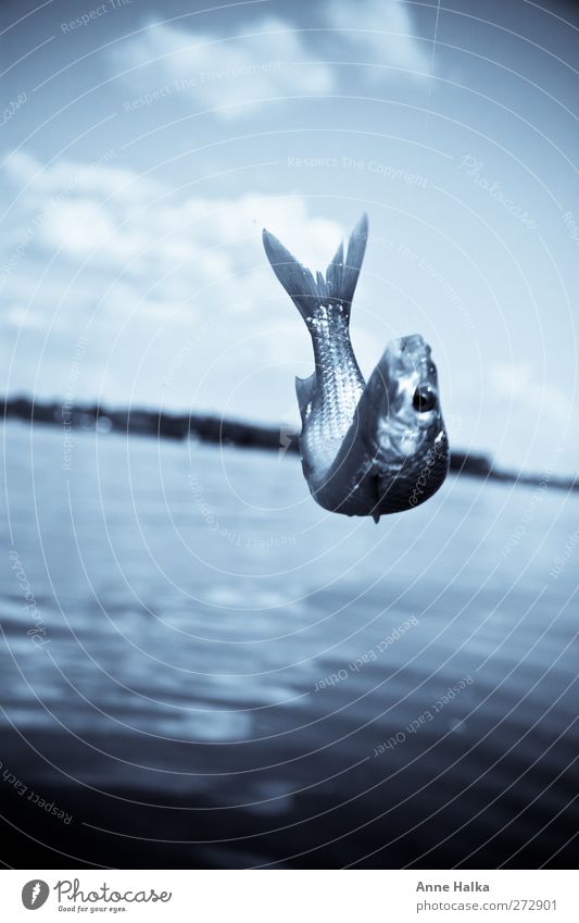 Winch in blue Fish Jump Water Snapshot Monochrome Lake 1 Individual Animal face Fish eyes Fish head Tail fluke Colour photo Subdued colour Exterior shot