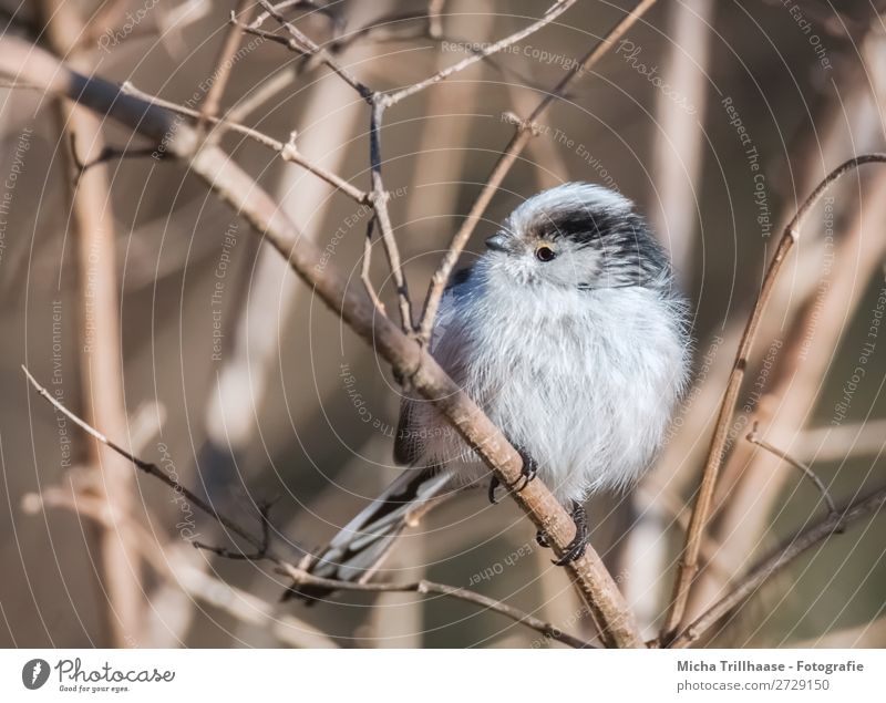 Long-tailed tit on a twig Nature Animal Sun Sunlight Beautiful weather Bushes Twigs and branches Wild animal Bird Animal face Wing Claw Long-tailed Tit