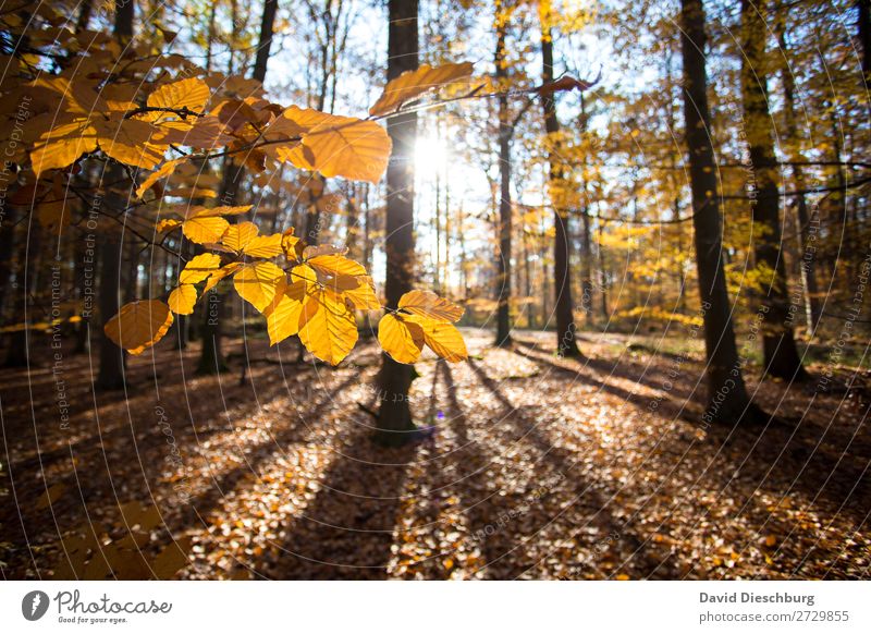 autumnal Environment Nature Landscape Plant Animal Cloudless sky Autumn Beautiful weather Tree Moss Leaf Forest Brown Yellow Orange Black Relaxation Experience