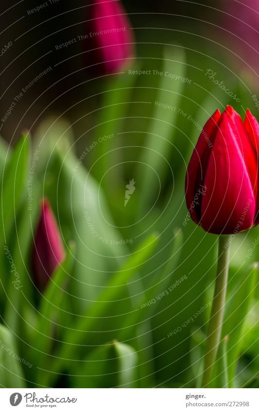 Tulips from neighbour's garden Environment Nature Plant Spring Flower Agricultural crop Green Red Focal point Stalk Blossom leave Gaudy Decoration Beautiful