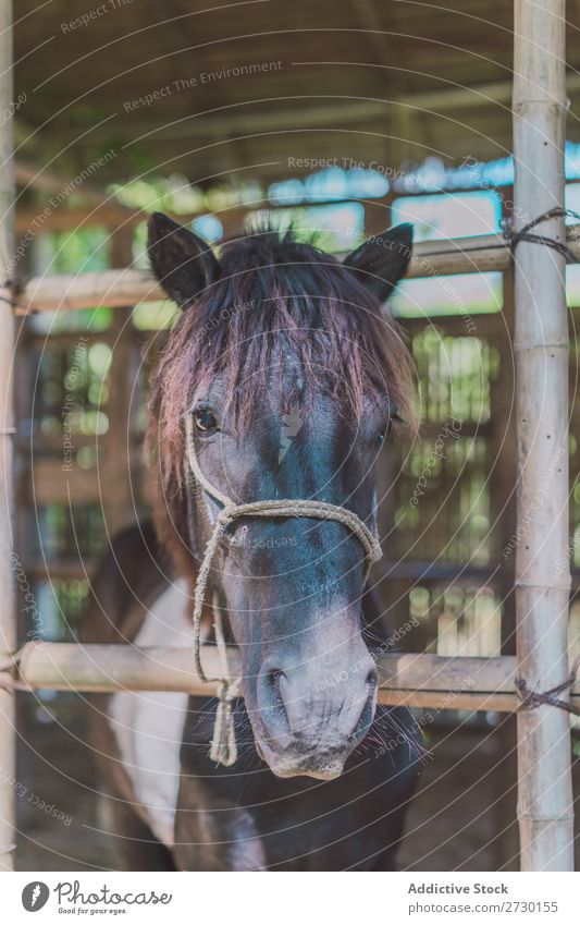 Small foal in paddock Horse Eating Paddock Foal Child Pasture Nature Summer Beautiful Farm Green Animal Beauty Photography Landscape Rural stallion equine Brown