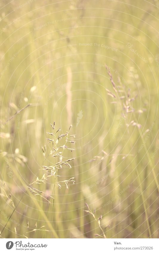 a breath of summer Nature Plant Spring Grass Grass blossom Meadow Growth Warmth Yellow Delicate Colour photo Subdued colour Exterior shot Close-up Deserted Day