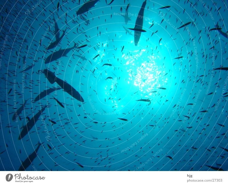 Waterview Maldives Transport fish Sun Underwater photo waterview
