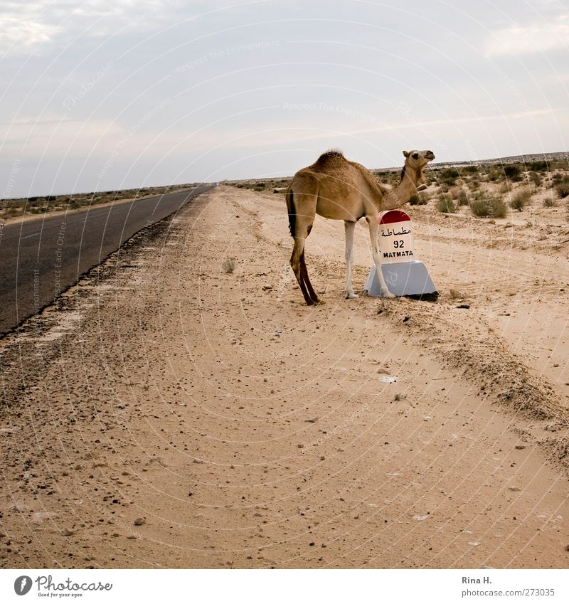 Camelus Dromedarius IIi Nature Landscape Sky Desert Tunisia Means of transport Street Farm animal Dromedary 1 Animal Baby animal Signs and labeling Stand Wait