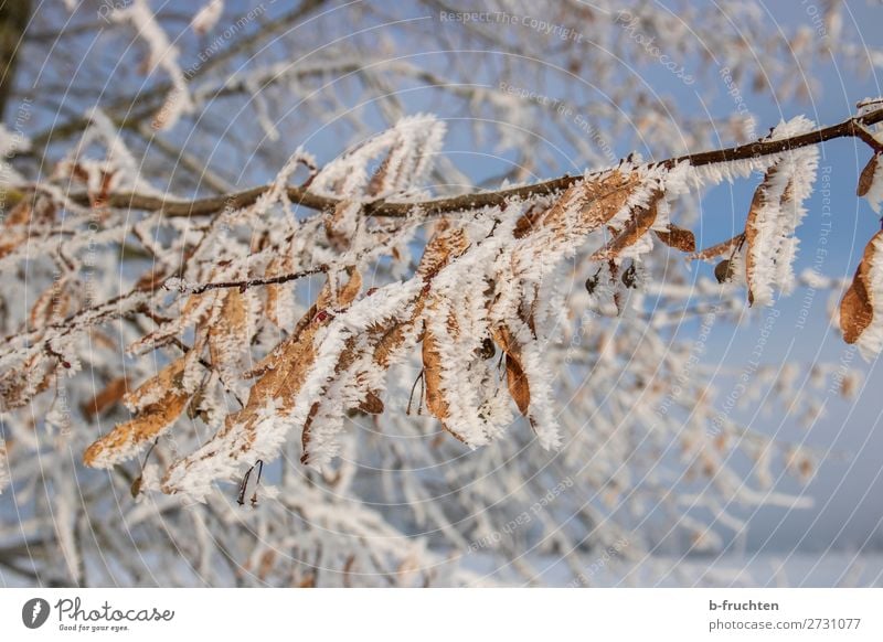 hibernation Nature Winter Ice Frost Snow Tree Leaf Forest To dry up Transience Change Ice crystal Snow crystal Cold Colour photo Exterior shot Close-up Deserted