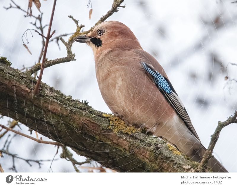 Jay in the tree Nature Animal Sky Sunlight Beautiful weather Tree Twigs and branches Wild animal Bird Animal face Wing Claw Beak Feather Eyes 1 Observe Looking