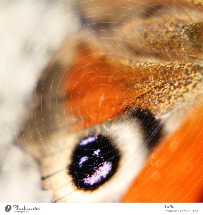 one eye as camouflage Wing pattern Eyes Butterfly differently mimicry Deception Camouflage colours deterrent Survive Uniqueness Peacock butterfly