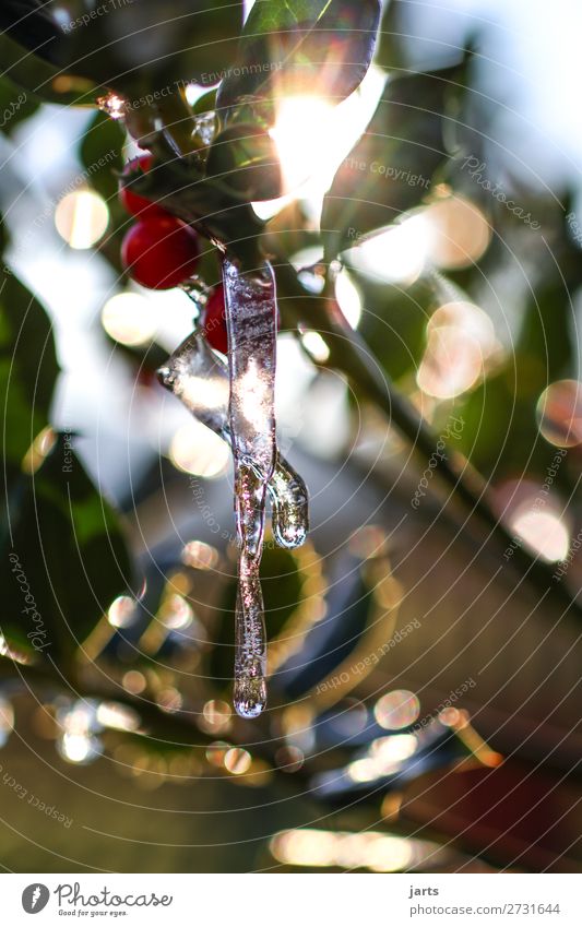 cold season Nature Winter Beautiful weather Ice Frost Tree Hang Bright Cold Wet Natural Icicle Colour photo Multicoloured Exterior shot Close-up Detail Deserted