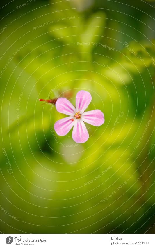 cranesbill bloom Nature Plant Spring Summer Beautiful weather Flower Blossom Geranium Blossoming Illuminate Friendliness Fresh Positive Green Pink Esthetic