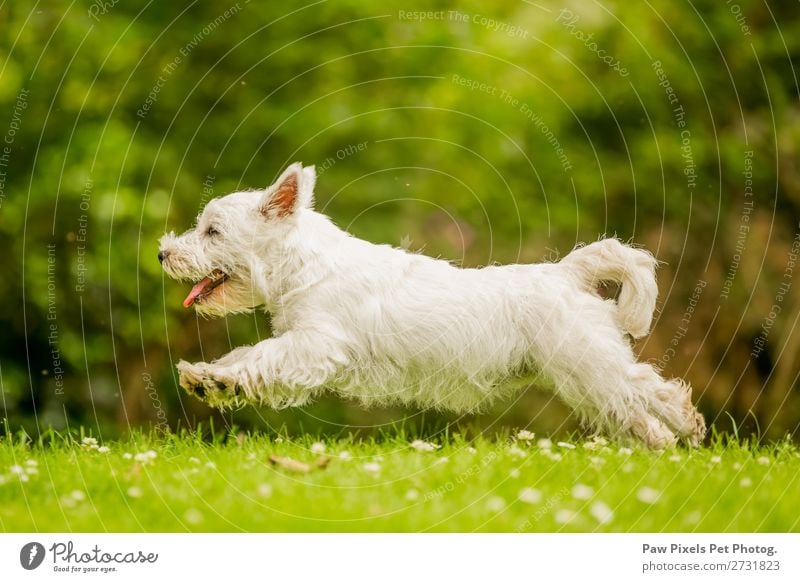 A dog running and jumping over a field with daisies. Animal Pet Dog Animal face 1 Running Playing Jump Green White Joy Determination Colour photo Exterior shot
