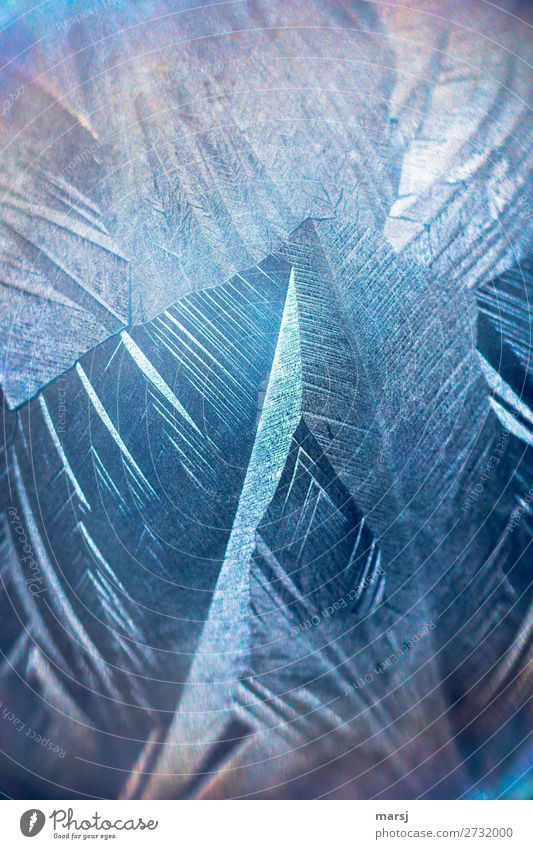 grown together Ice Frost Cold Structures and shapes Exceptional Fantastic Blue Consolidate Uniqueness Whimsical Transience Background picture Frozen Delicate