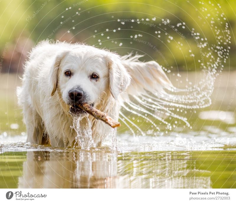 Dog in a lake with a stick Animal Pet Animal face Pelt 1 Water Walking Swimming & Bathing Playing Beautiful Colour photo Exterior shot Close-up Deserted Morning