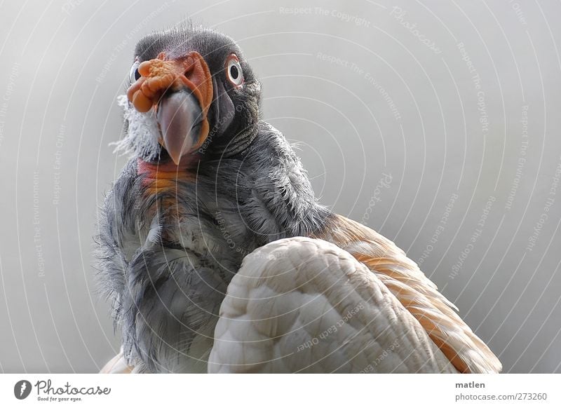 king Animal Bird Animal face Wing 1 Brown Gray Red Looking into the camera Feather Beak bald forehead King Vulture Colour photo Exterior shot Close-up Deserted