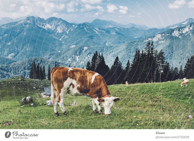 Cow on a Bavarian alpine meadow Hiking Environment Nature Landscape Summer Beautiful weather Meadow Alps Mountain Farm animal To feed Stand Natural Blue Green