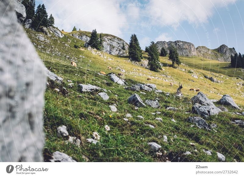 Dairy cows on the Rotwan | Bavaria Hiking Environment Nature Landscape Summer Beautiful weather Rock Alps Mountain Cow Group of animals Fresh Gigantic Tall