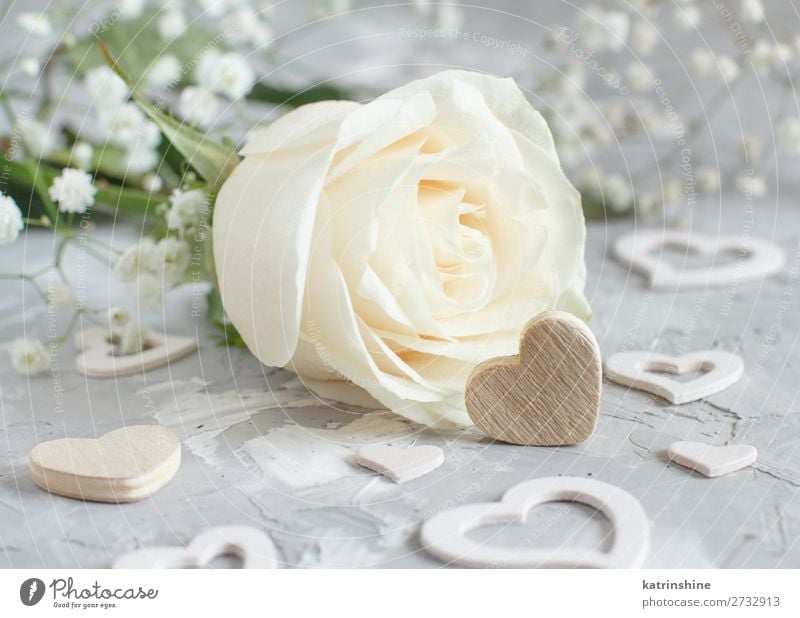 Cream rose with hearts Beautiful Decoration Valentine's Day Wedding Craft (trade) Woman Adults Flower Rose Blossom Wood Heart Small Gray Neutral pastel romantic