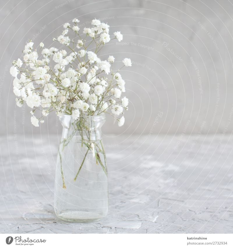 Bouquet of small white flowers in a jar Bottle Beautiful Decoration Valentine's Day Wedding Woman Adults Flower Blossom Small Gray White gypsophila Neutral