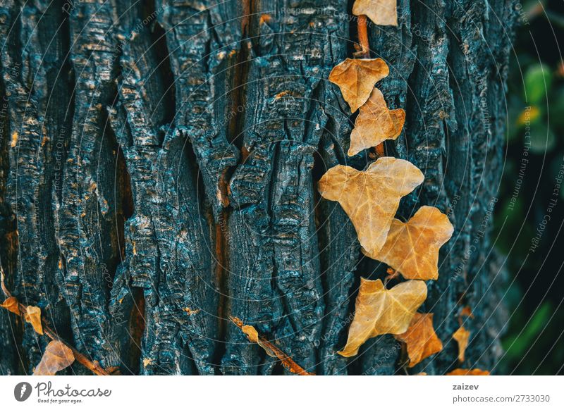 Close-up of some dried leaves of hedera helix common ivy english ivy european ivy araliaceae rampant clinging evergreen vine climbing climbing plant