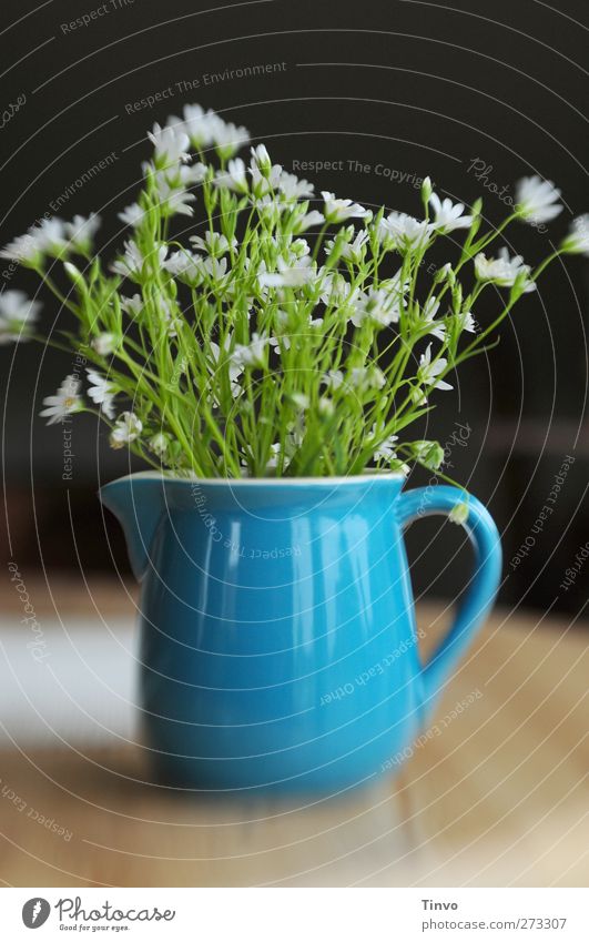 white spring flowers in blue ceramic jug Spring Flower Wild plant Fragrance Fresh Blue Brown Green Black White Water jug Containers and vessels Earthenware
