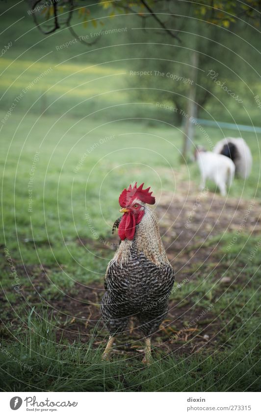 alpha bird Agriculture Forestry Environment Nature Grass Meadow Animal Pet Farm animal Bird Wing Rooster Cockscomb 1 Looking Natural Pride Species-appropriate
