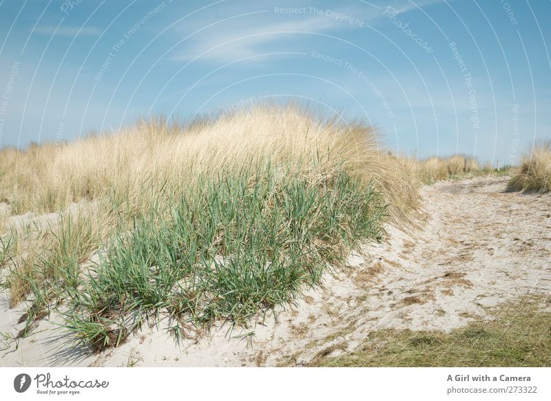 Hiddensee l the dunes in the south Environment Nature Landscape Plant Sand Air Summer Weather Beautiful weather Wind Warmth Grass Coast Baltic Sea Island