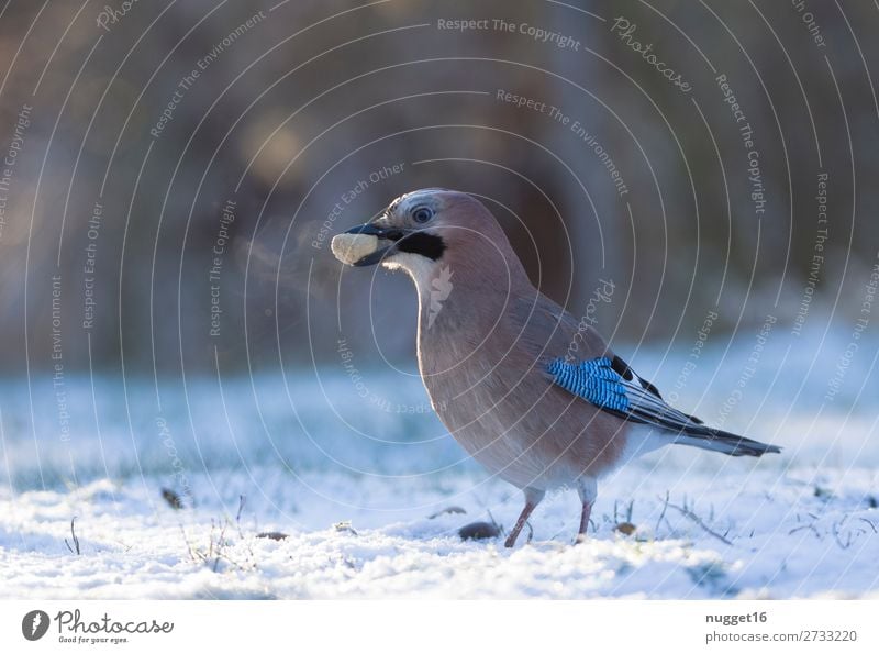 Jay with peanut Environment Nature Animal Sunlight Winter Climate Climate change Weather Beautiful weather Ice Frost Snow Snowfall Grass Garden Park Meadow