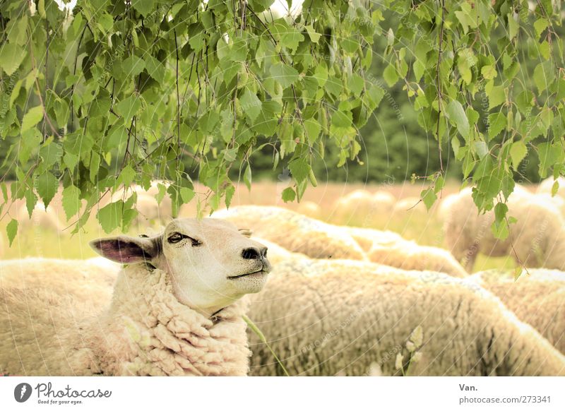 chief Nature Animal Plant Tree Leaf Birch tree Meadow Farm animal Animal face Pelt Sheep Herd Yellow Green To feed Wool Colour photo Multicoloured Exterior shot