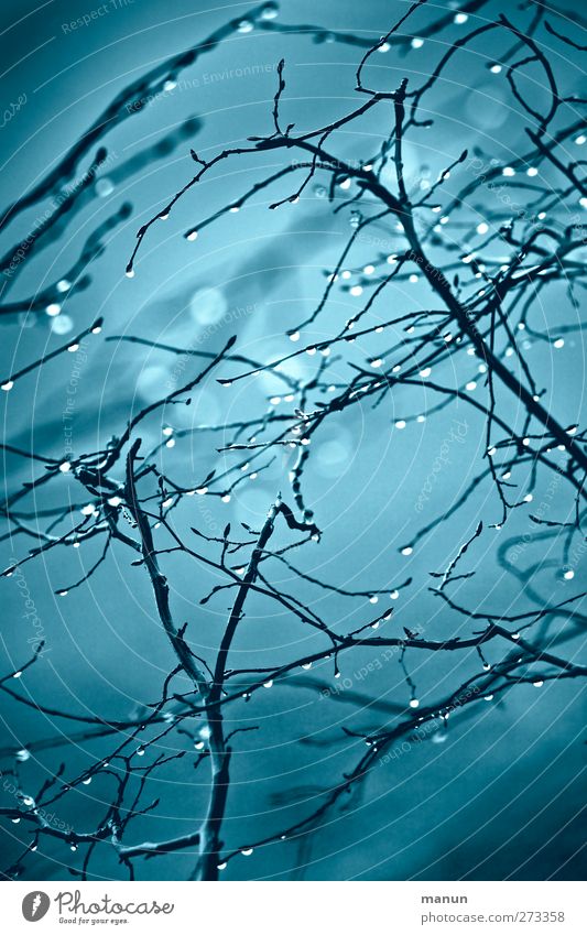 Wet Nature Drops of water Autumn Winter Tree Twigs and branches Blue Colour photo Exterior shot Deserted Day Reflection