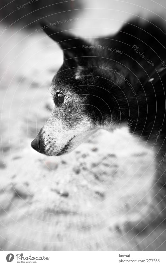 Hiddensee | In memory of Axel Vacation & Travel Trip Beach Sand Pet Dog Animal face Pelt Eyes Snout 1 Old Beautiful Small Cute Gray Black lensbaby Colour photo
