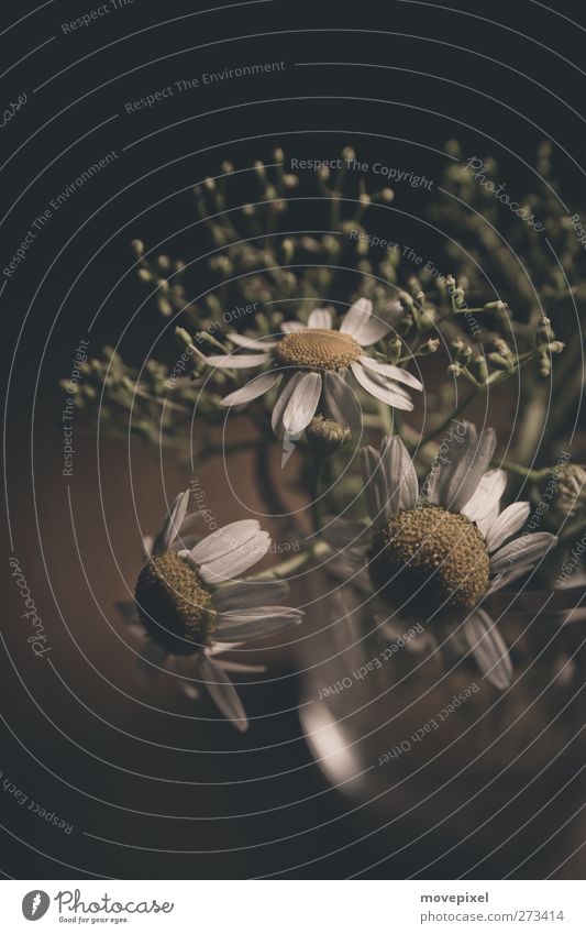 Glass Chamomile Herbs and spices Plant Flower Agricultural crop Camomile blossom Nature Weed Medicinal plant Subdued colour Studio shot Close-up Copy Space top