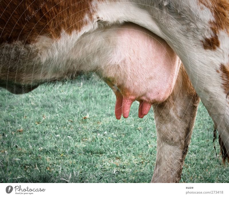 whole milk Organic produce Agriculture Forestry Environment Nature Animal Meadow Farm animal Cow 1 Funny Green Pink Udder Section of image Dairy cow Teat