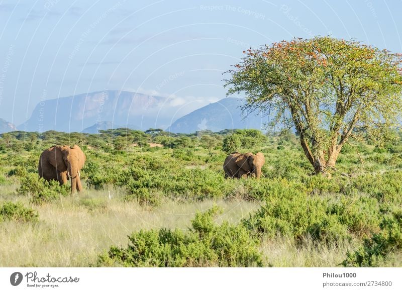 Two elephants in the savannah of Samburu Park in central Kenya Playing Vacation & Travel Safari Family & Relations Nature Animal Tree Herd Together Large Wild
